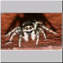 Salticus scenicus - Springspinne 10.jpg